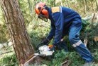 Willoughby SAtree-felling-services-21.jpg; ?>